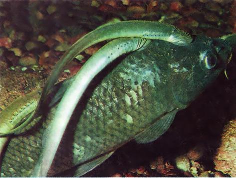 Миноги прикрепляются ротовой поверхностью к телу рыбы и высасывают из нее соки