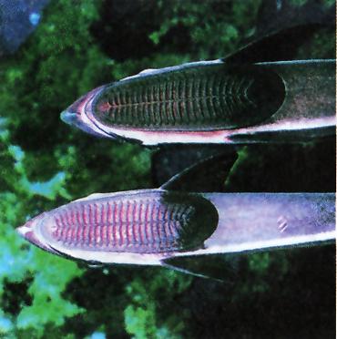 У рыбы прилипалы есть специальные приспособления для прикрепления к крупным рыбам