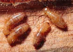 Термиты питаются древесиной, жгутиконосцы в их кишечнике переваривают ццеллюлозу.