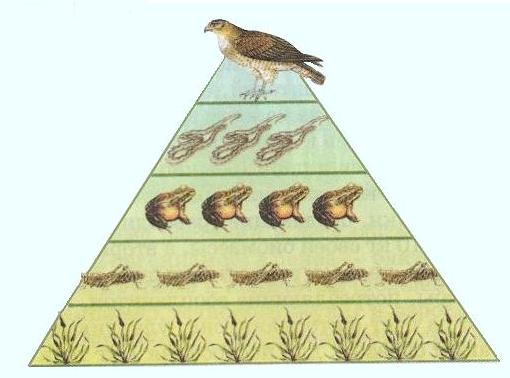 Правило экологической пирамиды